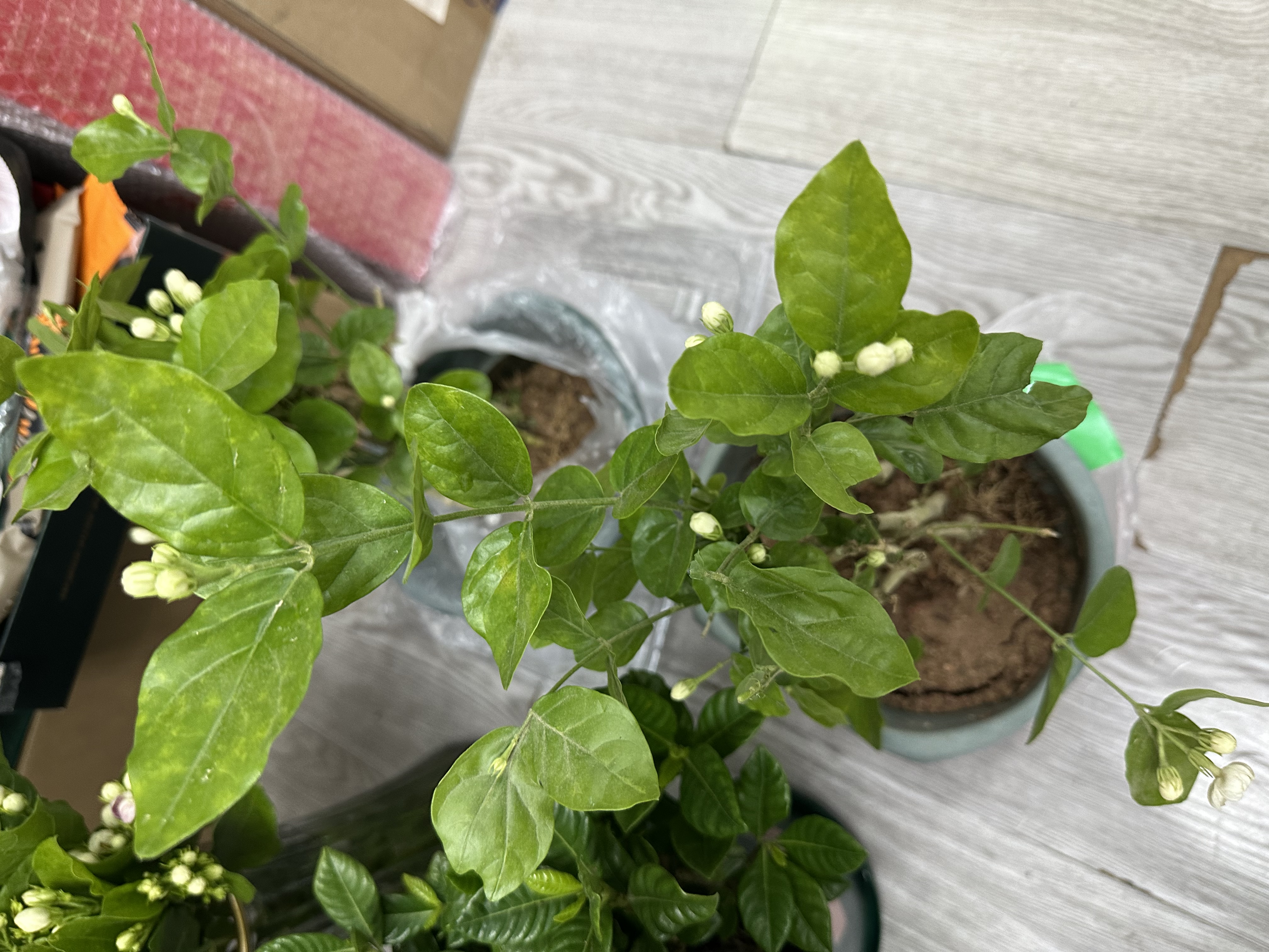 开时果 茉莉花苗盆栽浓香型花卉 室内四季开花阳台好养带花苞桌面绿植物 2盆#精品茉莉花5-10株【原生盆】 实拍图