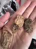 云南白药有这一方肉苁蓉125g/瓶 整根切片煲汤泡水男性滋补泡酒泡茶 实拍图