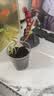 IAM City Farmer小番茄种子儿童种植盆栽学生植物观察杯开学季教师节礼物10031 实拍图