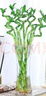 沭之美转运竹水培植物绿植花卉 转运竹高约50cm10支不含瓶 源头直发 实拍图