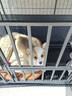 憨憨宠 狗笼 狗笼子中大型犬小型犬带厕所加粗加固金毛拉布拉多方管笼子 黑浮银94*64*83.5CM含轮高度 65斤内适用 实拍图