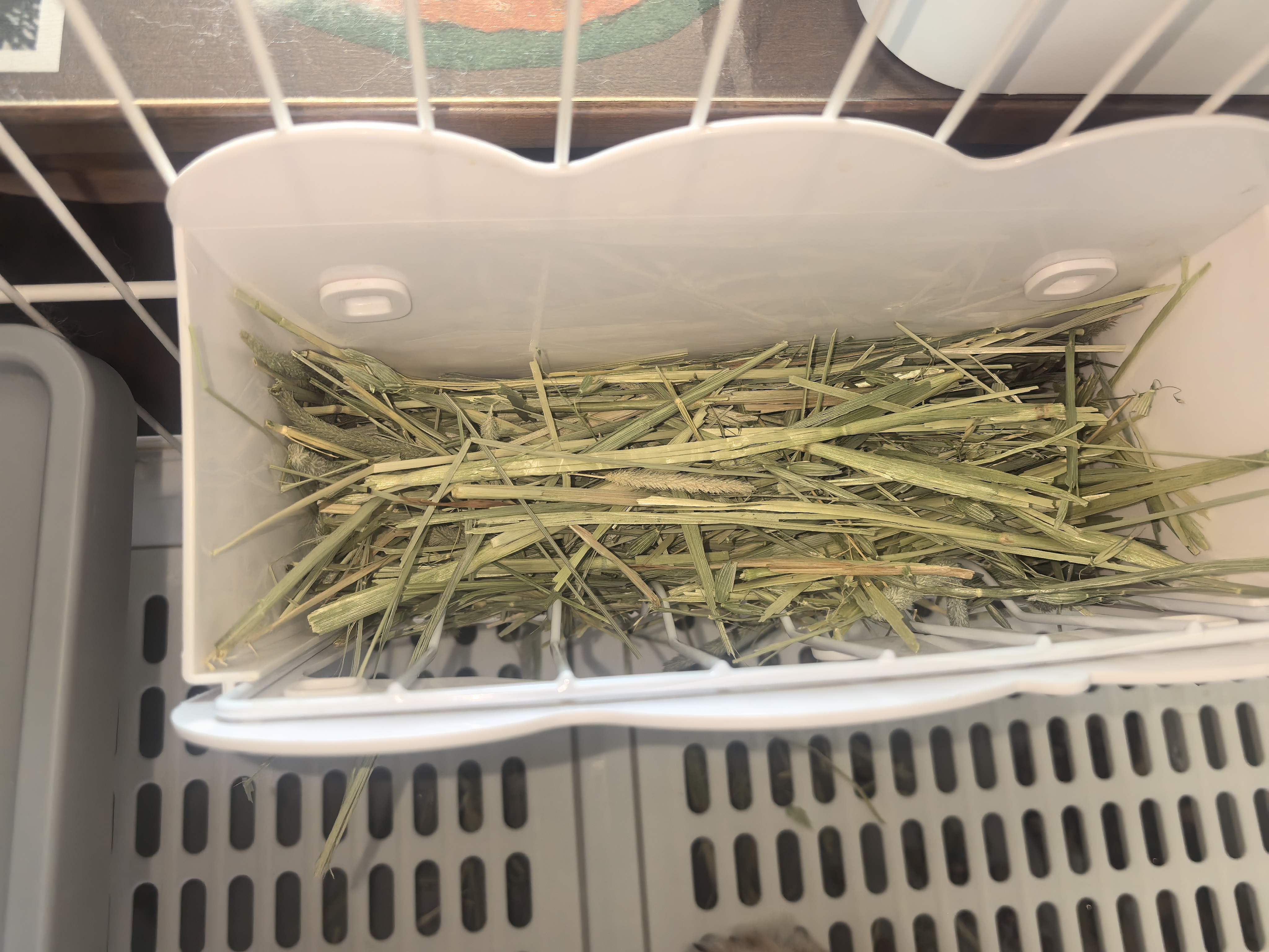 源物派兔子仓鼠提摩西草美国进口美提一番精挑杆叶均匀磨牙高纤维500g 实拍图