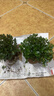 四季常青金鱼花吊兰盆栽室内绿植花卉多肉植物发财树好养易活客厅 金鱼吊兰【整盆20-30颗】原盆土 实拍图