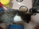 皇家成猫猫粮 营养均衡 F32 通用粮 1-7岁 15KG 实拍图
