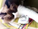 PETSTAR猫房子猫窝四季通用 封闭式猫咪屋可拆洗宠物睡觉的窝 实拍图