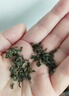 御灵春翻白草绞股蓝中药材泡水喝功效野生新鲜中草药翻百草组合茶原材料 [大罐][2罐]翻白草+绞股蓝各250g 1瓶*1箱 实拍图
