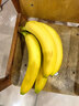 佳农 进口大把香蕉净重2.4斤 家庭装 生鲜水果 源头直发 包邮 实拍图