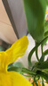 【粽叶+剑兰】剑兰步步高鲜花水培鲜花唐菖蒲礼物乔迁送礼端午节 剑兰粉色10枝（60-65cm) 实拍图