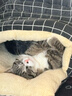 喔喔（WOWO）猫罐头猫零食 猫湿粮成猫宠物猫用浓汤补水罐 鸡肉鹌鹑蛋 *12罐 实拍图