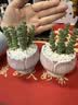 精品多肉植物组合盆栽办公室内桌面绿植花卉盆栽仙人掌仙人球多肉 钱串+宝莲灯瓷盆栽好 实拍图
