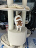 兽牌森林猫爬架大型猫树猫窝一体豪华剑麻猫架太空舱缅因大猫暖冬适用 森林Plus【实木上漆款】 实拍图