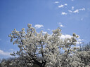 樱花（SAKURA）PIGMA笔酷马勾线笔5支装 美术绘画素描专营针管笔01 03 08 05 005 实拍图