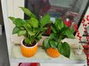 【绿萝盆栽】吸甲醛净化空气水培绿植物懒人花卉好养搬家礼物全 【畅销2盆】绿萝+橙色南瓜盆自吸水 整体含盆高度20-25cm 晒单实拍图