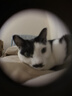 GO！SOLUTIONS无谷三鳕全猫粮8磅/3.63kg多肉成猫幼猫通用原装进口 实拍图