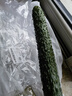 长黄瓜约600g 实拍图