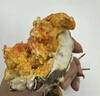 【活蟹】湖鲜阳澄 大闸蟹 去绳足重 2.3-2.6两 12只 鲜活六月黄现货超大螃蟹水产礼盒装 实拍图