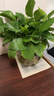 京东绿植绿萝盆栽除甲醛花卉绿植办公室新房净化空气180加仑2盆装源头直 实拍图