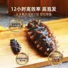 晓芹大连12小时干海参80g25-30只 快速发制 辽刺参 海参礼盒 中秋礼盒 实拍图