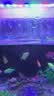 鱼缸灯led灯防水超亮全光谱三色小水族箱潜水专用彩灯灯管 5W三色变光24cm（30-40cm缸用） 实拍图