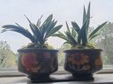 墨斗鱼营养土通用土壤种菜兰花多肉盆栽植物种植肥料椰糠泥花土30L 实拍图