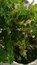 绿有意正宗清香胡椒木盆栽花卉室内外驱蚊草植物树苗老桩盆景九里香绿植 3年苗清香驱蚊+【早安盆】+肥 含盆 实拍图