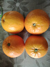 湖南芷江冰糖橙新鲜甜爆汁冰糖柑当季水果产地直发树上熟50-60mm 麻阳冰糖橙 带箱橙2斤装50-60mm 实拍图