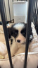 FAIRY PET狗窝防水四季通用牛津布猫窝春夏季狗垫子中大型犬狗床小狗狗窝 浅卡其 L（70*50*12cm）【建议20斤内】 实拍图