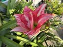 爱丽思（IRIS）Deepot花盆加厚树脂控根圆口绿萝绣球月季多肉发财树塑料加仑花盆 6号浅绿色(口径约20.3cm)约3L 实拍图