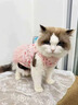 阿莫尔狗狗衣服公主风碎花蕾丝可牵引蓬蓬裙小型犬比熊可爱透气薄款夏季 粉色碎花-网纱蓬蓬裙【舒适透气带牵引扣】 XS(建议1-3斤具体参考胸围背长) 实拍图