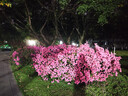 花沃里大椰砖约9斤 营养土花土种植土种菜土乌龟爬宠椰土椰糠砖多肉土壤 实拍图
