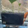 弥鹿（MiDeer）儿童植物种植观察窗阳光房小盆栽玩具小学生幼儿园暑假生日礼物 【经典款】植物冲冲冲 实拍图