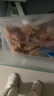 鲜生说 熟冻头籽北极甜虾 净重2斤/盒 150-180只小规格甜虾 海鲜 冰虾 实拍图