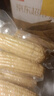 京鲜生东北白糯玉米250g*10棒 新鲜甜糯玉米棒真空包装粘玉米 源头直发 实拍图