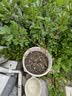 嫣蓝蓝莓苗蓝莓树苗盆地栽果树苗南北方种植 蓝莓苗3年苗1棵源头直发 实拍图