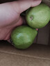 京喜加广东软心红心番石榴新鲜芭乐香软糯当季大果红心芭乐新鲜低糖水果 红心软心芭乐带箱2斤净重1.8斤 实拍图