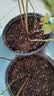 德沃多蓝莓专用营养土15L园艺种菜土壤绿植盆栽花土果蔬种植土 实拍图
