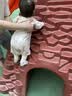CROCS卡骆驰洞洞鞋男沙滩鞋|10001 大气灰-1FT 39(240mm) 实拍图
