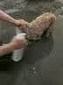 嬉皮狗宠物次氯酸消毒液猫咪狗狗除臭剂家用大桶杀菌水猫藓环境除菌喷雾 实拍图