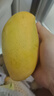 庾丰 海南芒果 新鲜水果生鲜整箱当季大青皮金煌芒 热带孕妇玉芒果 10斤装（净重9斤） 单果250克+ 实拍图