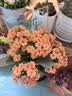 花行榜长寿花盆栽大花重瓣植物室内花卉米橙(带花苞)含加仑盆源头直发 实拍图