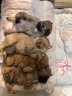 力狼猫罐头补水汤罐猫咪汤包幼猫成猫零食宠物食品猫湿粮 【28罐囤货装】混合口味汤罐85g 实拍图