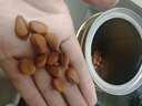 京东京造鲜来多 贡品红松子S++大颗粒495g特级特大颗粒东北开口松子 实拍图