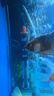 森森（SUNSUN）鱼缸加热棒自动恒温水族箱防爆加热器鱼缸水族用品 高硼硅玻璃50W(18cm长) 实拍图
