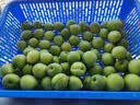 志褚 新鲜青梅鲜果 高山福建诏安青梅果鲜酸脆梅子泡酒青梅酵素 青梅【大果5斤】 实拍图
