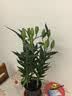 海洋至尊飞跃海平线男士香水体验装3ml（自然清香旅游出差旅行试用装） 实拍图