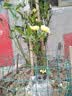 琅阙黄木香花树苗种子四季开花爬藤爬墙植物蔷薇月季 50-80cm源头直发 实拍图