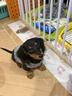 贝初众狗围栏宠物围栏室内狗狗宠物栅栏家用狗笼子小中大型犬猫围栏折叠 95*50*70cm【5片+1门-适合中小型犬】 自由拼接围栏 加厚加高 实拍图