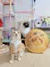 HELLOJOY猫抓板贴墙立式墙贴瓦楞纸耐抓耐磨不掉屑防猫抓垫沙发保护磨爪贴 实拍图