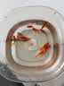 金鱼草金鱼观赏鱼冷水好养耐活小鱼苗锦鲤 2-4cm 红草金买5条送5条（加备损） 实拍图