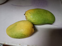 京喜加海南鲜芒果小台水果芒果新鲜上市 带箱2斤【单果70g+】 实拍图